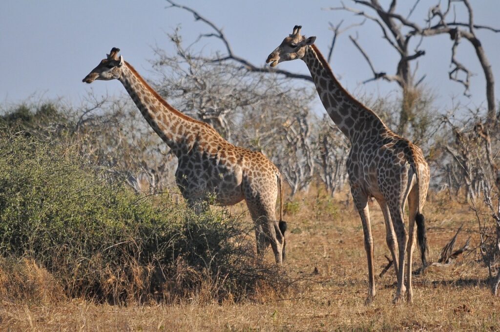 African Safaris: A Wildlife Encounter Of A Lifetime