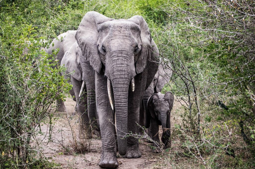 African Safaris: A Wildlife Encounter Of A Lifetime