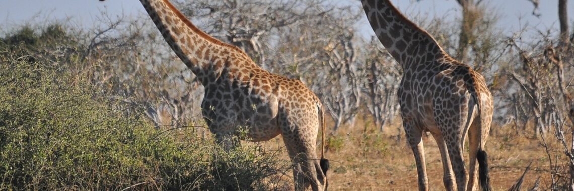 African Safaris: A Wildlife Encounter Of A Lifetime