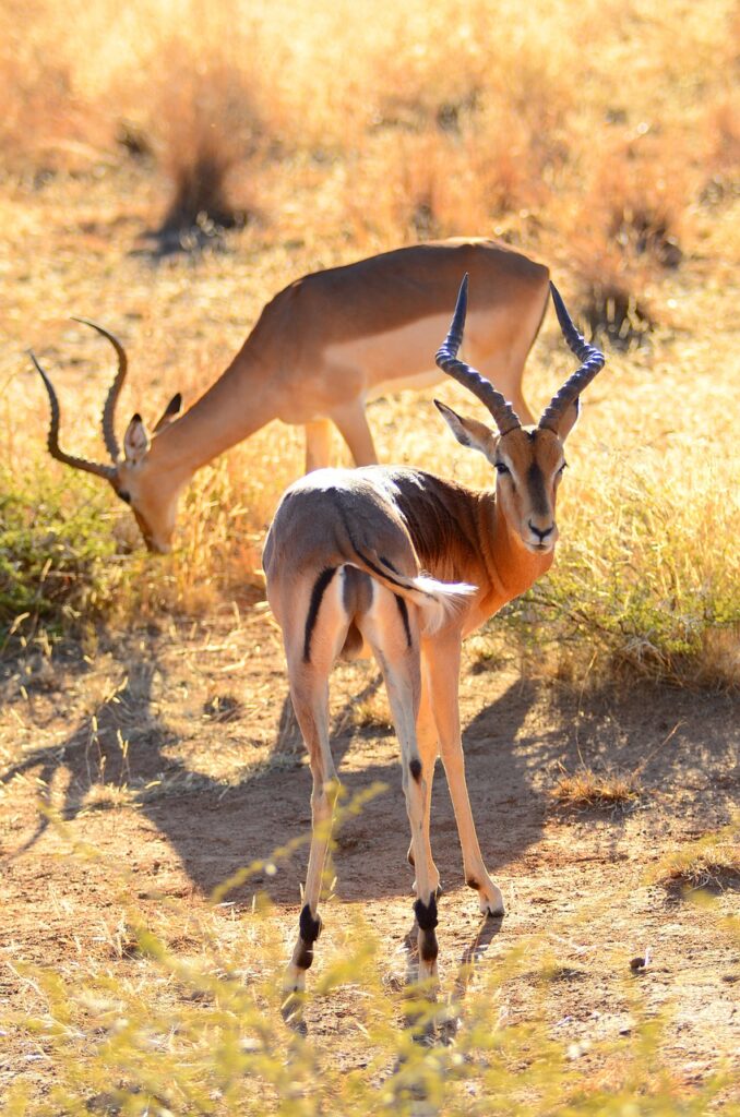 African Safaris: A Wildlife Encounter Of A Lifetime